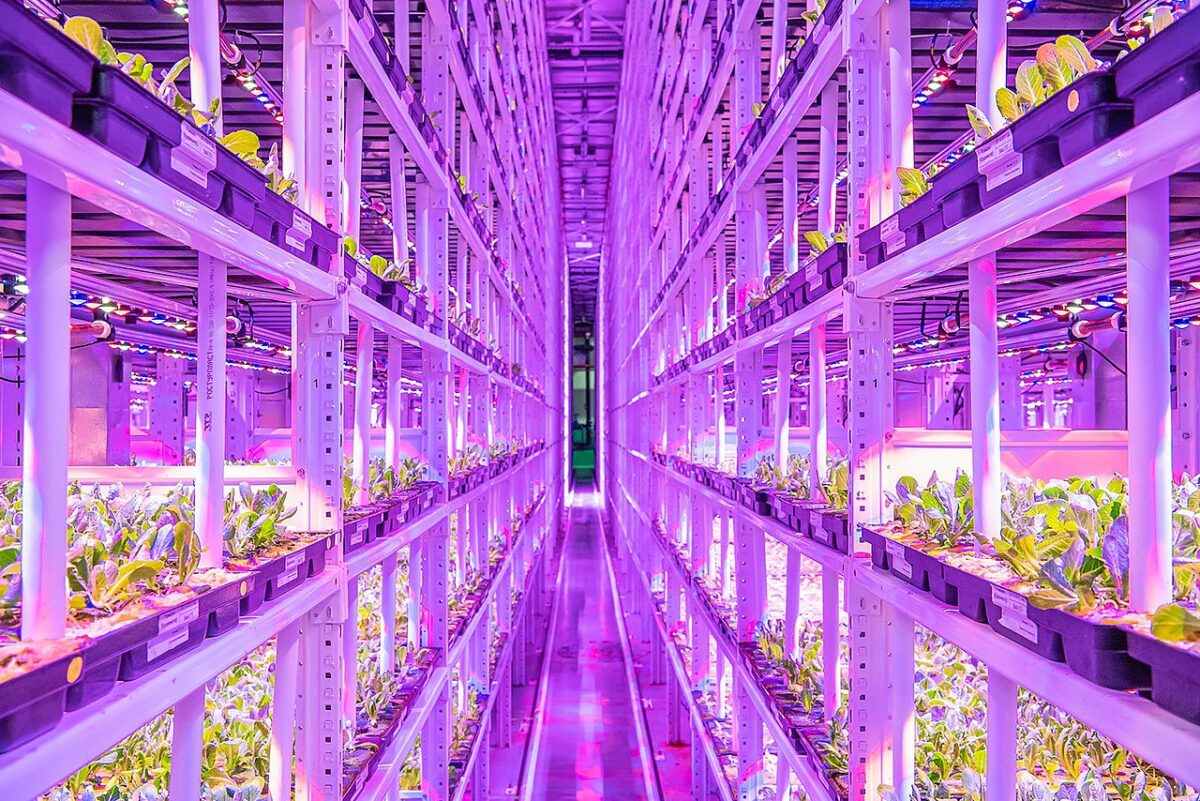 découvrez l'agrivoltaïsme vertical, une innovation durable qui allie production agricole et énergie solaire. optimisez l'espace tout en favorisant une agriculture respectueuse de l'environnement et en réduisant l'empreinte carbone.