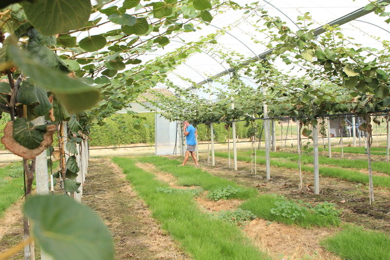 découvrez les avantages de la culture de kiwis sous serres : une méthode innovante qui garantit des fruits de qualité, protégés des intempéries et cultivés avec soin. apprenez comment cette technique permet d'optimiser la production et d'assurer une récolte savoureuse tout au long de l'année.