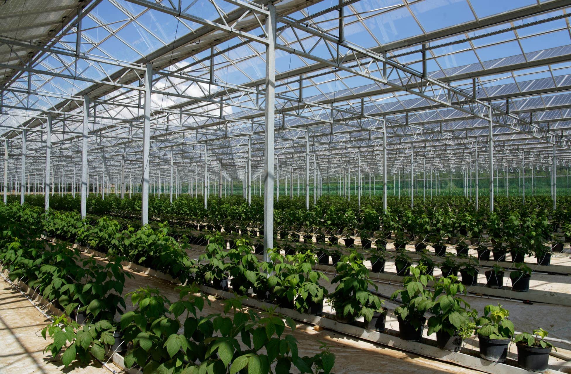 découvrez comment une serre photovoltaïque révolutionne l'agriculture durable en alliant production alimentaire et énergie renouvelable. apprenez les avantages des serres équipées de panneaux solaires, permettant de cultiver toute l'année tout en réduisant l'empreinte carbone.