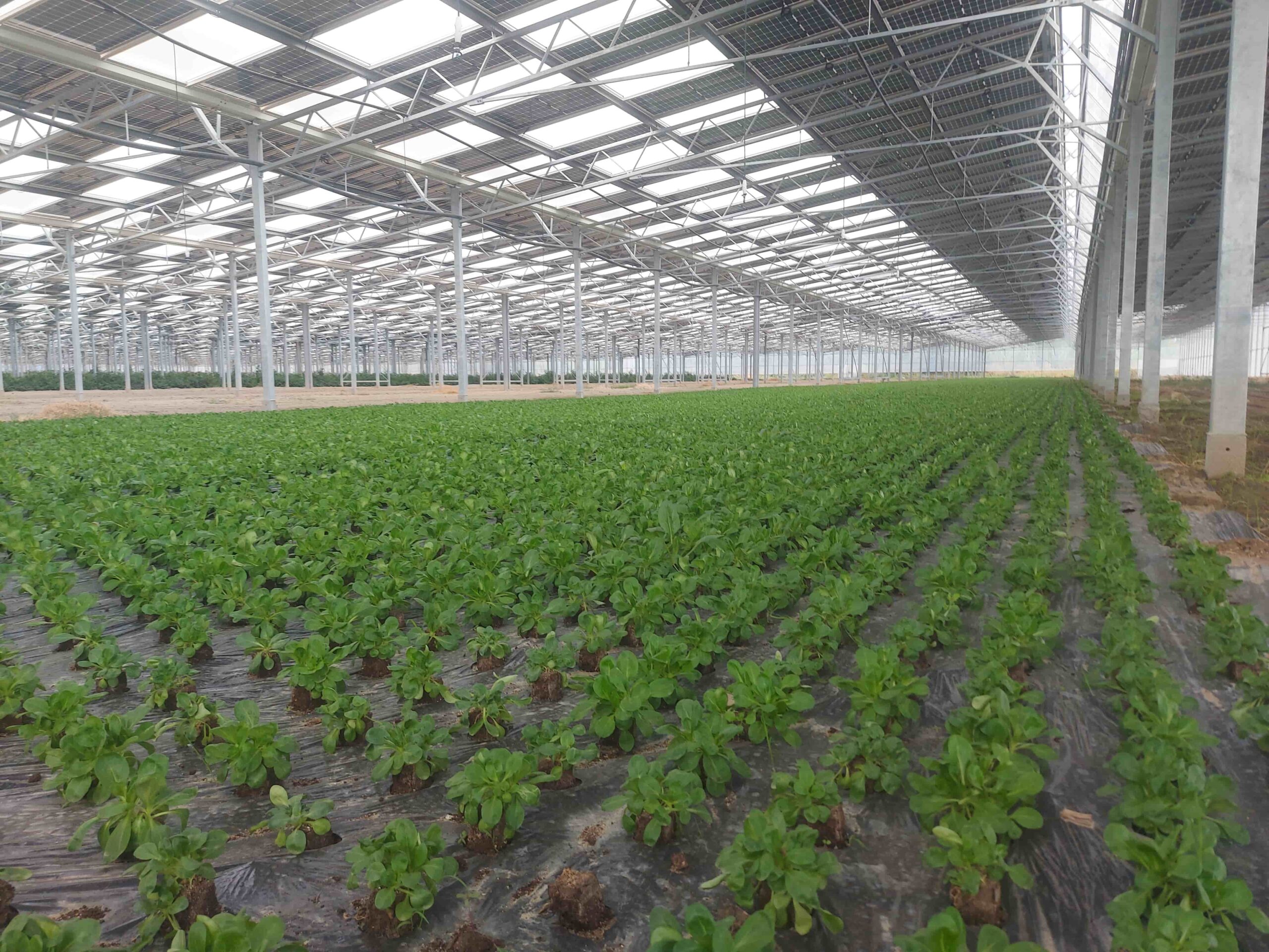 découvrez les avantages d'une serre photovoltaïque : un système innovant alliant agriculture et énergie verte, permettant de cultiver vos plantes tout en produisant de l'électricité propre. optimisez votre espace de culture grâce à une technologie durable et respectueuse de l'environnement.