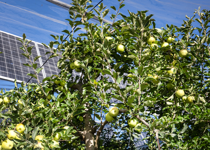 découvrez la serre photovoltaïque de mallemort, votre solution innovante pour allier agriculture durable et production d'énergie renouvelable. profitez d'un environnement idéal pour vos cultures tout en contribuant à la transition énergétique.